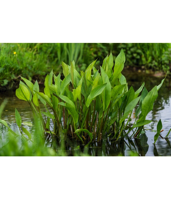 Gemeiner Froschlöffel 1 Gemeiner Froschlöffel