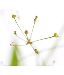 Gemeiner Froschlöffel 9 Gemeiner Froschlöffel -Deutschland Genussgarten Verkaufs-Shop 8310245 WE DE 001 AlismaPlantagoAquaticaDehnerExpressZS