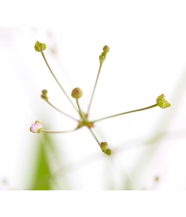 Gemeiner Froschlöffel 4 Gemeiner Froschlöffel – Bild 4