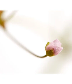 Gemeiner Froschlöffel 10 Gemeiner Froschlöffel -Deutschland Genussgarten Verkaufs-Shop 8310245 WE DE 002 AlismaPlantagoAquaticaDehnerExpressZS