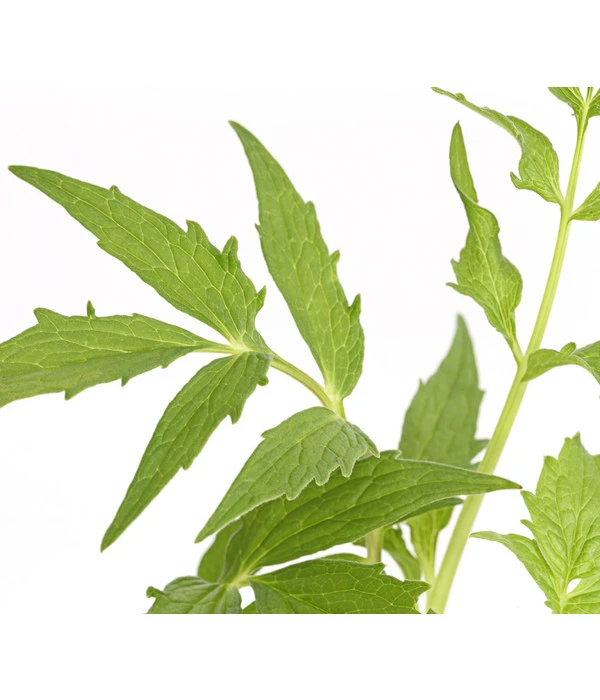 Echter Baldrian 1 Echter Baldrian