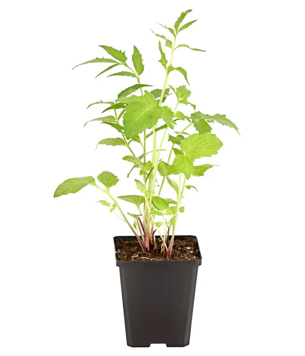 Echter Baldrian 2 Echter Baldrian – Bild 2