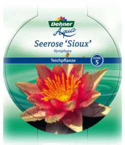 Dehner Seerose 'Sioux' 10 Dehner Seerose 'Sioux' -Deutschland Genussgarten Verkaufs-Shop 8315947 Seerose Sioux Etikett 1 NEU