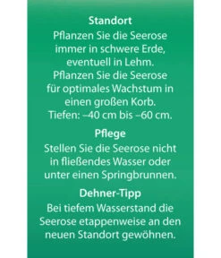 Dehner Seerose 'Sioux' 11 Dehner Seerose 'Sioux' -Deutschland Genussgarten Verkaufs-Shop 8315947 Seerose Sioux Etikett 2