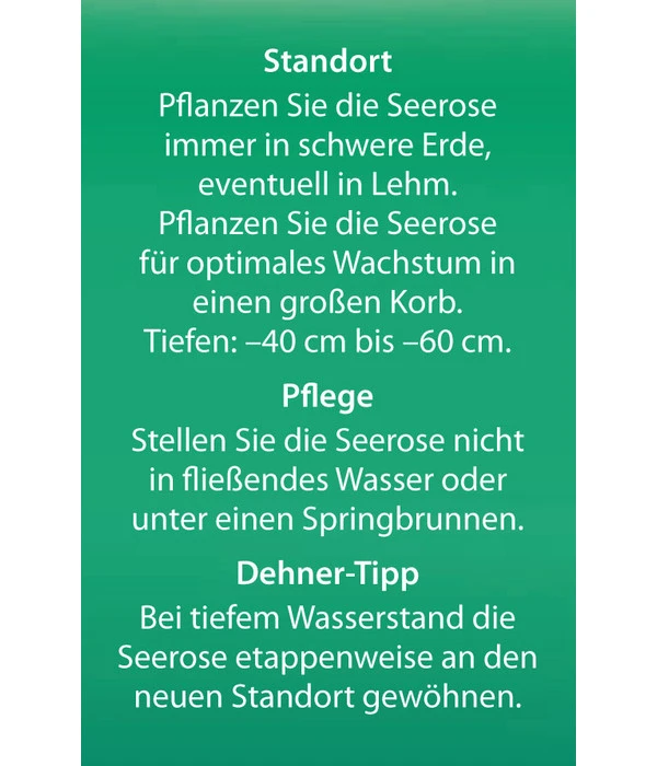 Dehner Seerose 'Sioux' 6 Dehner Seerose 'Sioux' – Bild 6