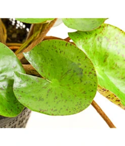 Dehner Seerose 'Sioux' 8 Dehner Seerose 'Sioux' -Deutschland Genussgarten Verkaufs-Shop 8315947 WE DE 001 SeeroseOrangeGestielteBluetenNymphaeaHybrideT14DehnerExpressHerzig