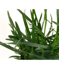 Blaugras 'Greenlee Hybrid' -Deutschland Genussgarten Verkaufs-Shop 8316259 WE DE 002 SesleriaGreenleeHybridBlaugrasT7