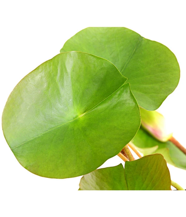 Dehner Seerose 'Attraction' 3 Dehner Seerose 'Attraction' – Bild 3