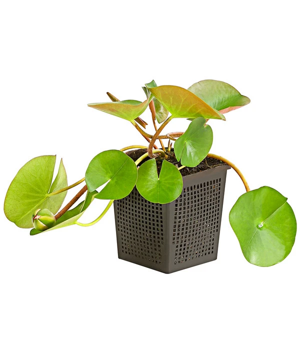 Dehner Seerose 'Attraction' 2 Dehner Seerose 'Attraction' – Bild 2