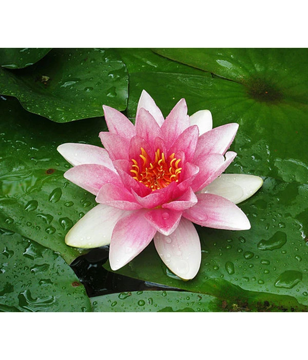 Dehner Seerose 'Attraction' 1 Dehner Seerose 'Attraction'