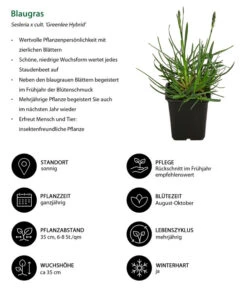 Blaugras 'Greenlee Hybrid' -Deutschland Genussgarten Verkaufs-Shop 8320327 WE IG 001 Blaugras