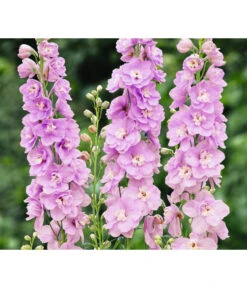 Rittersporn, Verschiedene Farben -Deutschland Genussgarten Verkaufs-Shop 8352759 WE FS 003 RitterspornDelphiniumHybrideRosa