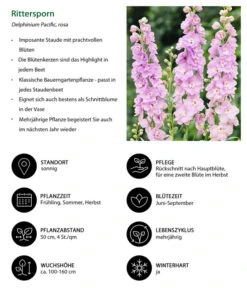 Rittersporn, Verschiedene Farben -Deutschland Genussgarten Verkaufs-Shop 8352759 WE IG 001 Rittersporn