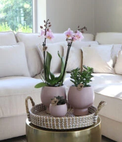 Pflanzen-Arrangement Scandic Nude, 7-teilig -Deutschland Genussgarten Verkaufs-Shop 8400772 WE MO 001 PflanzensetScandicNude