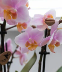 Pflanzen-Arrangement Scandic Rosé, 4-teilig 3 Pflanzen-Arrangement Scandic Rosé, 4-teilig -Deutschland Genussgarten Verkaufs-Shop 8401226 WE DE 001 PflanzensetScandicRosa