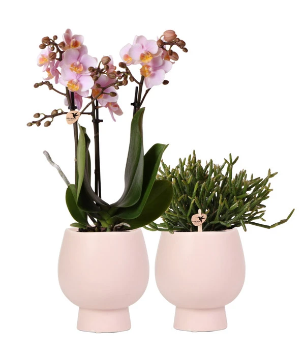 Pflanzen-Arrangement Scandic Rosé, 4-teilig 1 Pflanzen-Arrangement Scandic Rosé, 4-teilig