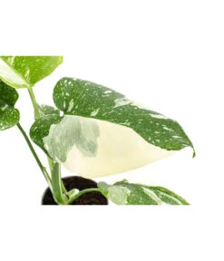 Fensterblatt - Monstera Deliciosa 'Thai Constellation', Panaschiert -Deutschland Genussgarten Verkaufs-Shop 8402034 WE DE 001 MonsteraThaiConstellationT6