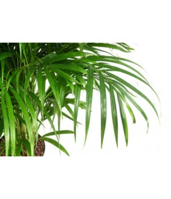 Goldfruchtpalme - Dypsis Lutescens, Hydrokultur -Deutschland Genussgarten Verkaufs-Shop 8416513 WE DE 001 ArecaLutescensGoldfruchtpalmeHydroT22 DehnerExpressHerzig