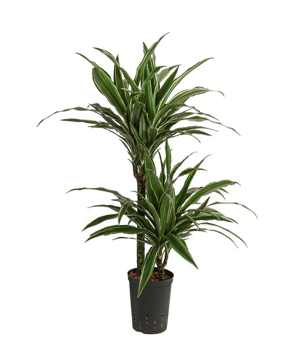 Drachenbaum - Dracaena Deremensis, Hydrokultur 1 Drachenbaum - Dracaena Deremensis, Hydrokultur