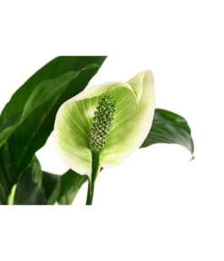 Einblatt - Spathiphyllum 'Mont Blanc', Hydrokultur 4 Einblatt - Spathiphyllum 'Mont Blanc', Hydrokultur -Deutschland Genussgarten Verkaufs-Shop 8416703 WE DE 001 SpathiphyllumMontBlancHydroT19