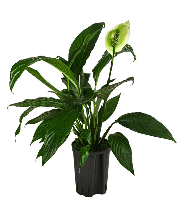 Einblatt - Spathiphyllum 'Mont Blanc', Hydrokultur 1 Einblatt - Spathiphyllum 'Mont Blanc', Hydrokultur