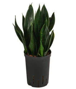 Bogenhanf - Sansevieria Trifasciata 'Black Jade', Hydrokultur