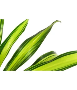 Drachenbaum - Dracaena Fragrans 'Burley', Hydrokultur 4 Drachenbaum - Dracaena Fragrans 'Burley', Hydrokultur -Deutschland Genussgarten Verkaufs-Shop 8416950 WE DE 001 DracaenaFragransBurleyHydroT25 19DrachenbaumDehnerExpressHerzig