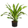 Drachenbaum - Dracaena Fragrans 'Burley', Hydrokultur