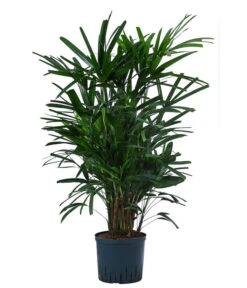 Steckenpalme - Rhapis Excelsa, Hydrokultur