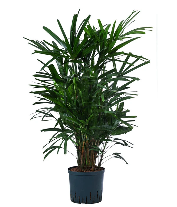 Steckenpalme - Rhapis Excelsa, Hydrokultur 1 Steckenpalme - Rhapis Excelsa, Hydrokultur