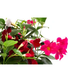 Dipladenien-Trio, Schale -Deutschland Genussgarten Verkaufs-Shop 8501223 WE DE 001 DipladenieTrioT25