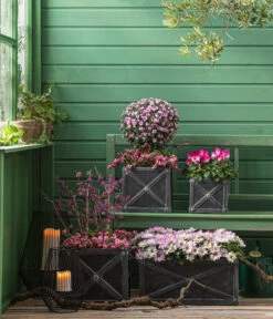 Liebesperlenstrauch 'Profusion' 11 Liebesperlenstrauch 'Profusion' -Deutschland Genussgarten Verkaufs-Shop 8501850 8213175 WE MO 001 Chrysanthemen 8620528 CyclameIndiaka