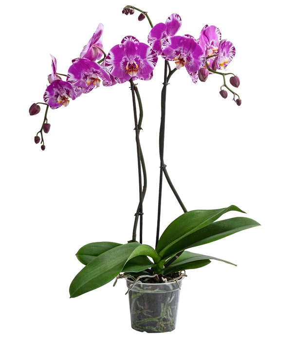 Schmetterlingsorchidee - Phalaenopsis Cultivars 'Victorio' 1 Schmetterlingsorchidee - Phalaenopsis Cultivars 'Victorio'