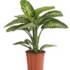 Dieffenbachie - Dieffenbachia Amoena 'Reeva'