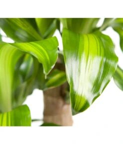 Drachenbaum - Dracaena Fragrans 'Massangeana' 6 Drachenbaum - Dracaena Fragrans 'Massangeana' -Deutschland Genussgarten Verkaufs-Shop 8511214 BildD 001 DrachenbaumMassangeanaDracaenaMassangeana3T