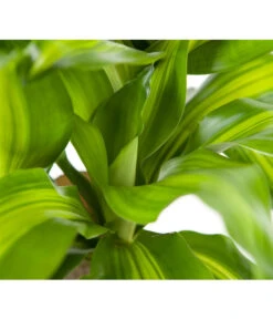 Drachenbaum - Dracaena Fragrans 'Massangeana' 7 Drachenbaum - Dracaena Fragrans 'Massangeana' -Deutschland Genussgarten Verkaufs-Shop 8511214 BildD 002 DrachenbaumMassangeanaDracaenaMassangeana3T