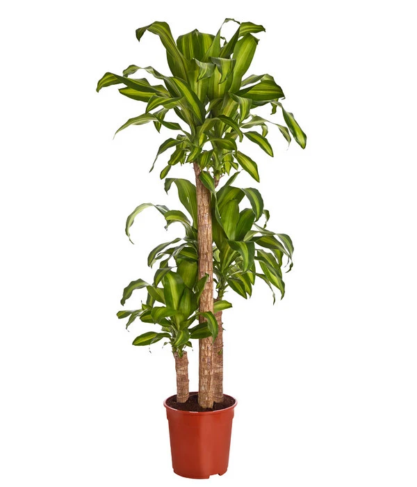 Drachenbaum - Dracaena Fragrans 'Massangeana' 1 Drachenbaum - Dracaena Fragrans 'Massangeana'