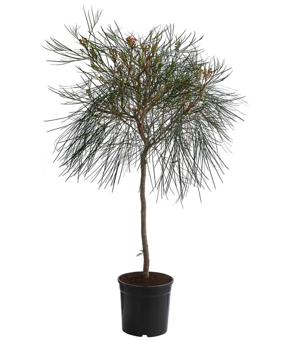 Australische Silbereiche 'Johnson's' 1 Australische Silbereiche 'Johnson's'