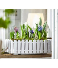 Netzblatt-Iris 'Harmony' -Deutschland Genussgarten Verkaufs-Shop 8517187 WE MO 002 HyazintheHyazinthus1erSchneegloeckchenGalanthusElwesiiTraubenhyazintheMuscariArmeniacumIrisReticulata