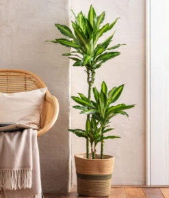 Drachenbaum - Dracaena Fragrans 'Cintho' 6 Drachenbaum - Dracaena Fragrans 'Cintho' -Deutschland Genussgarten Verkaufs-Shop 8517559 6905004 WE MO 001 DracaenaCintho KorbHarmony