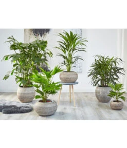 Steckenpalme - Rhapis Excelsa -Deutschland Genussgarten Verkaufs-Shop 8525271 WE MO 001 8588345 8641359 8255853 8239733 RhapisLivistonaKentiaHoweaCaryotaPalmenUveSauer