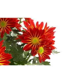 Chrysantheme 'Cirus' -Deutschland Genussgarten Verkaufs-Shop 8582678 PR DE 001 ChrysanthCirusDehnerExpressHerzig