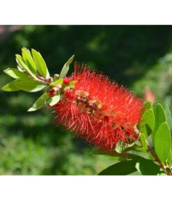 Zylinderputzer, Busch -Deutschland Genussgarten Verkaufs-Shop 8584054 WE DE 001 CallistemonLaevisPixabay 1