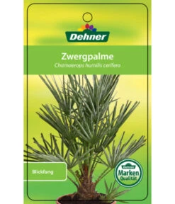 Blaue Zwergpalme 6 Blaue Zwergpalme -Deutschland Genussgarten Verkaufs-Shop 8584401 Chamaeropshumiliscerifera 15112016 1