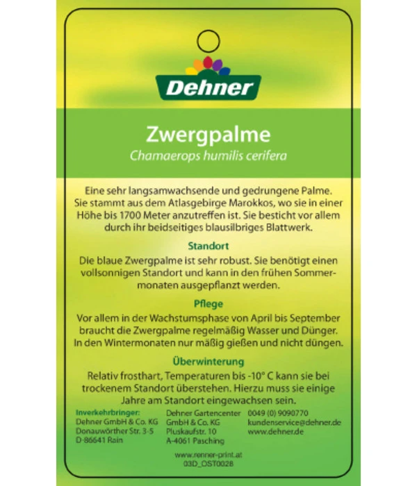 Blaue Zwergpalme 4 Blaue Zwergpalme – Bild 4