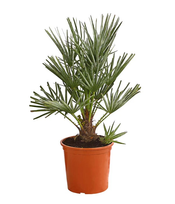 Blaue Zwergpalme 1 Blaue Zwergpalme