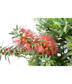 Zylinderputzer, Halbstamm -Deutschland Genussgarten Verkaufs-Shop 8585176 WE DE 001 CallistemonCaptainCookStamT18