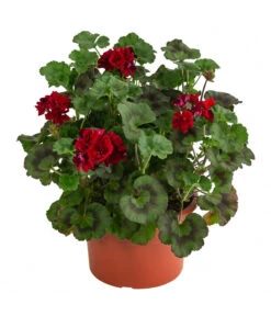 Stehende Geranie, Rot