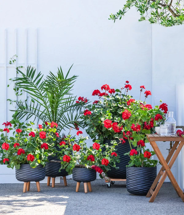 Stehende Geranie, Rot 2 Stehende Geranie, Rot – Bild 2