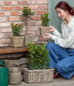 Deutschland Genussgarten Verkaufs-Shop -Deutschland Genussgarten Verkaufs-Shop 8589046 WE MO 001 Lorbeer